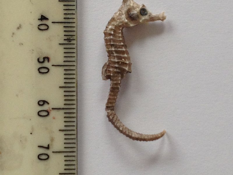 Seahorse in Sussex